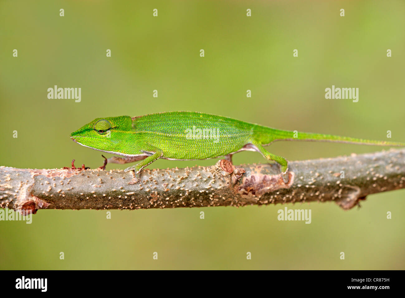 Short-nosed Chameleon (Calumma gastrotaenia), Perinet Reserve, female, Madagascar, Africa Stock Photo