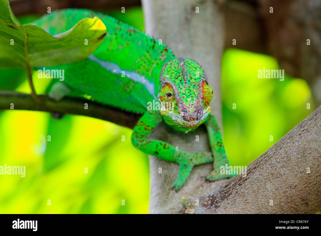 Panther Chameleon (Furcifer pardalis), male, foraging, Madagascar, Africa Stock Photo