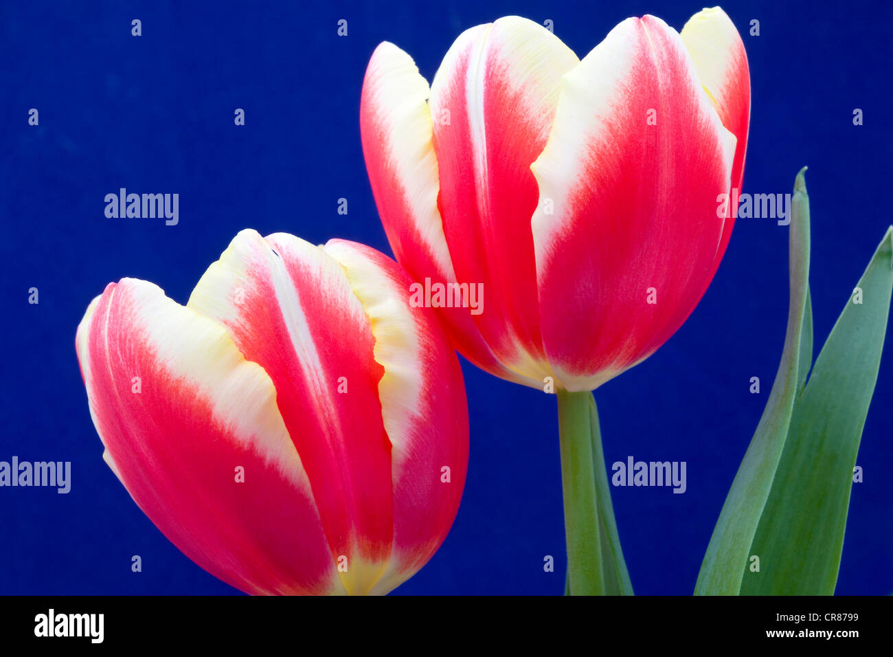 Two Tulips with Leaf and Stem Stock Photo