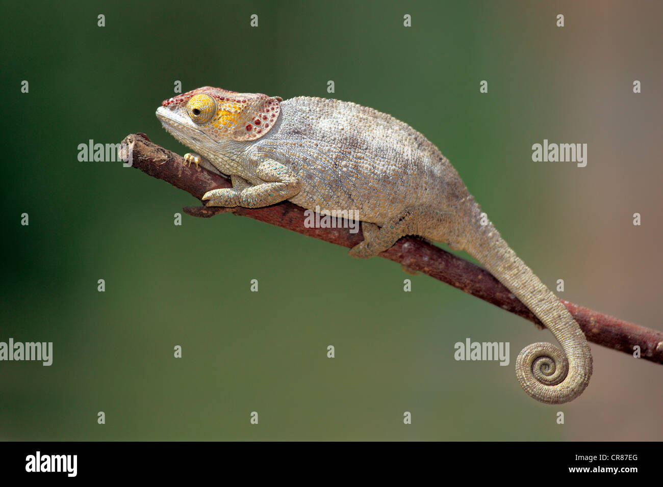 Short-horned Chameleon (Calumma brevicorne), female, foraging, Madagascar, Africa Stock Photo