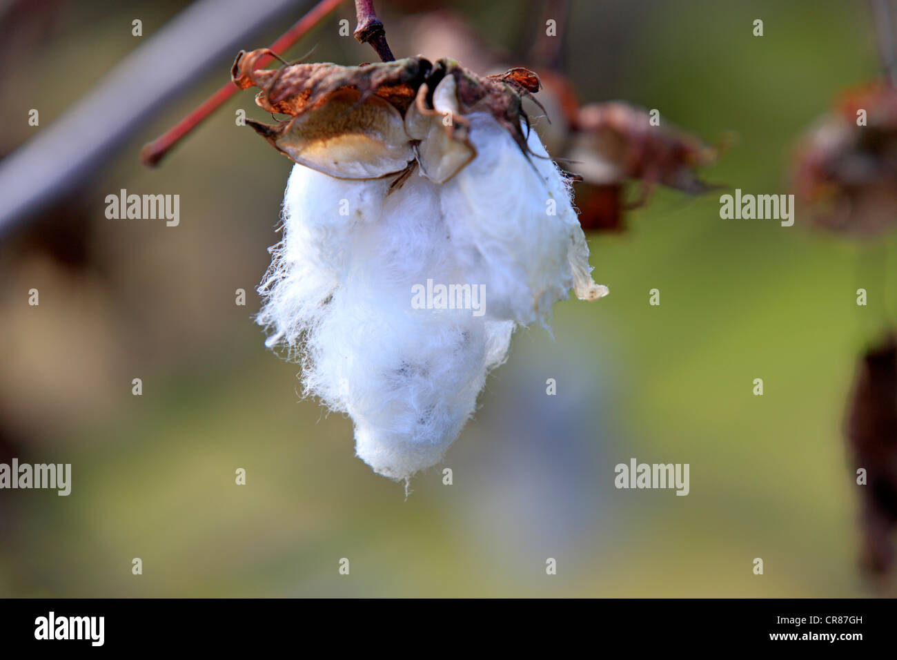 Bombax hi-res stock photography and images - Alamy
