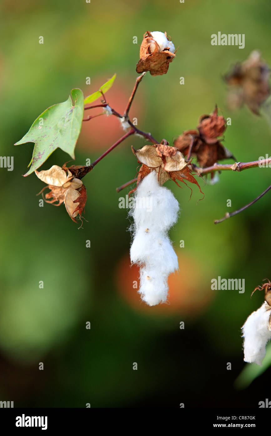 Bombax hi-res stock photography and images - Alamy