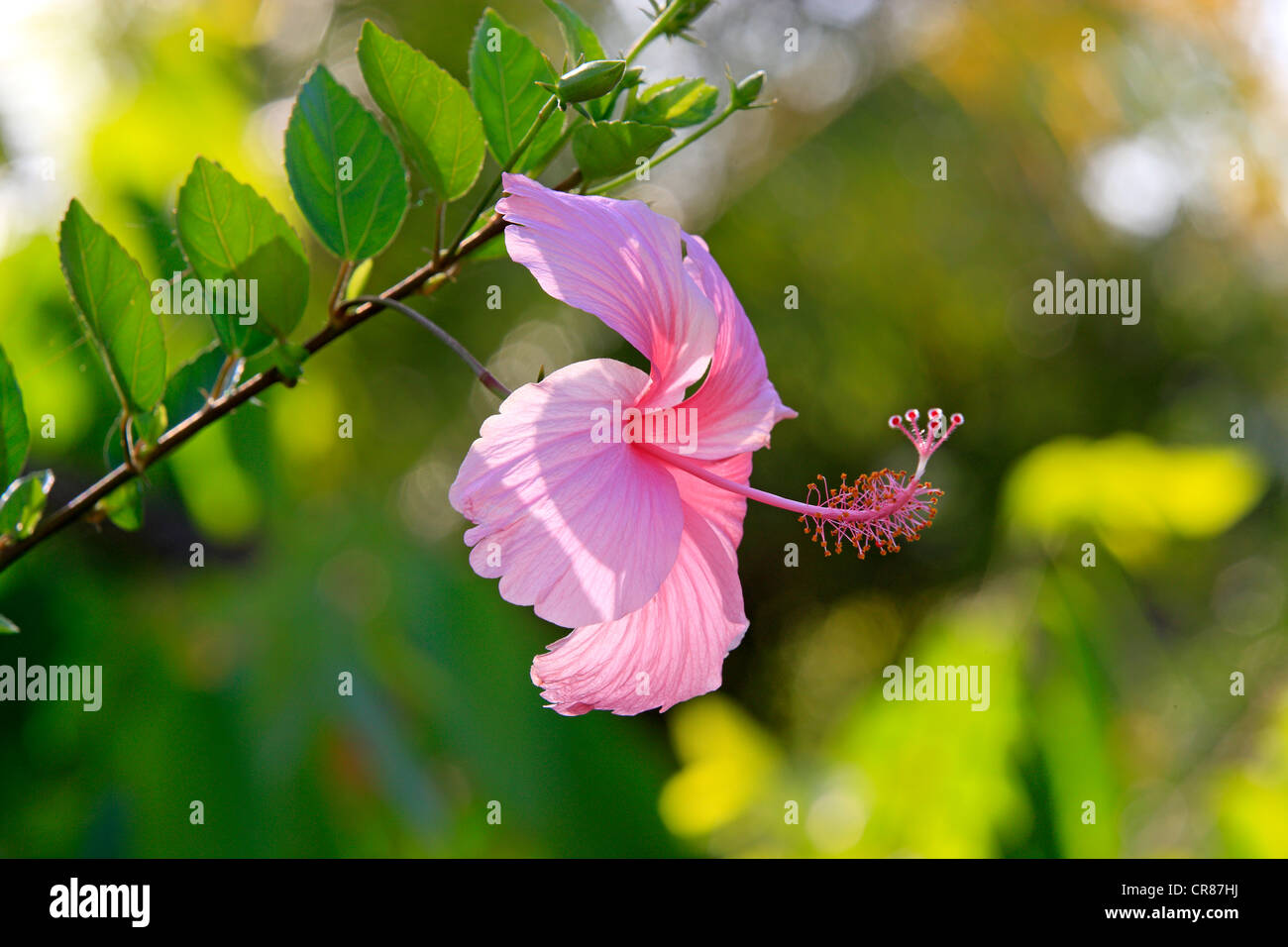 Hibiscus (Hibiscus), flowering, Nosy Be, Madagascar, Africa Stock Photo