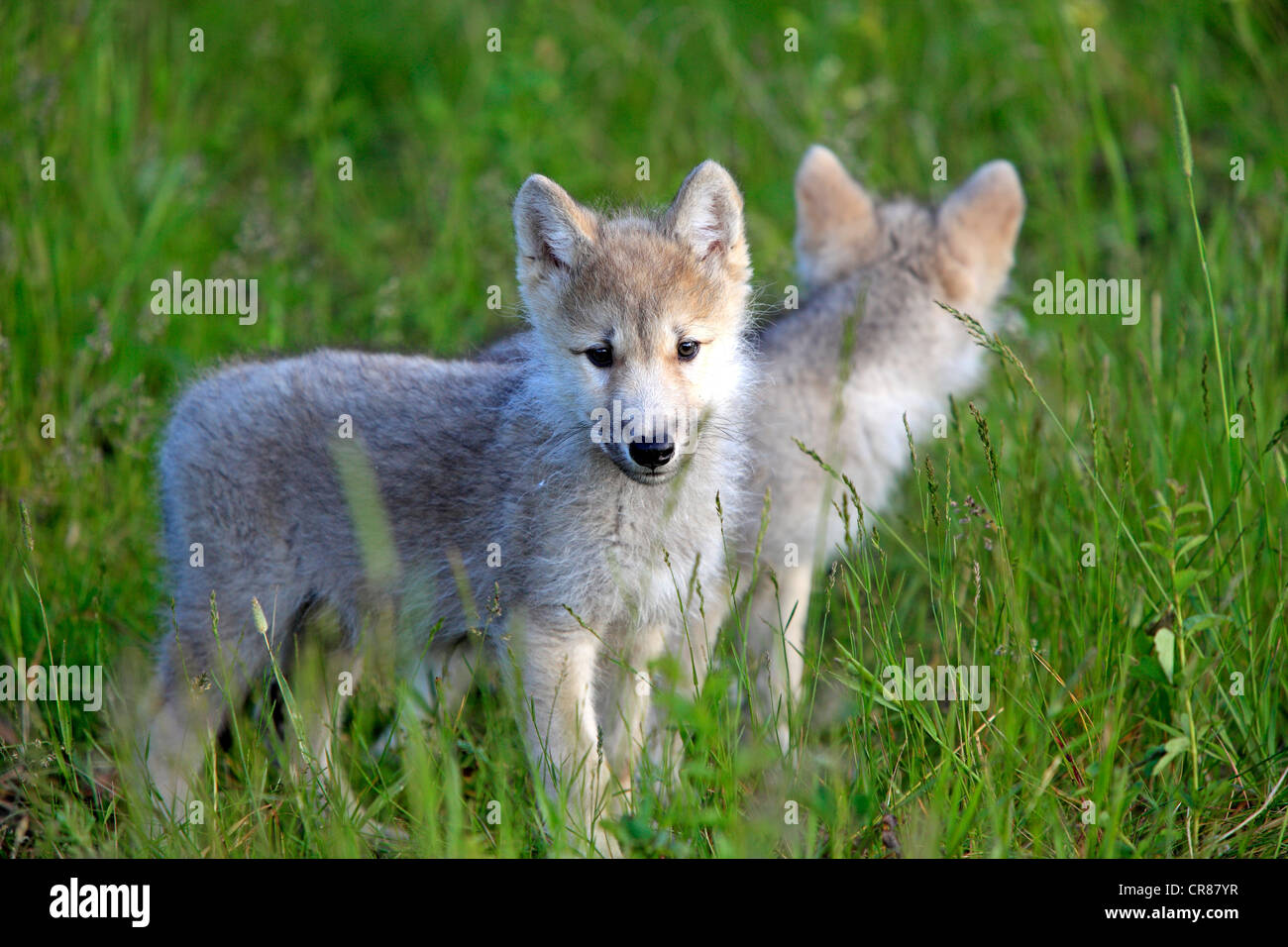 Young wolves montana hi-res stock photography and images - Alamy