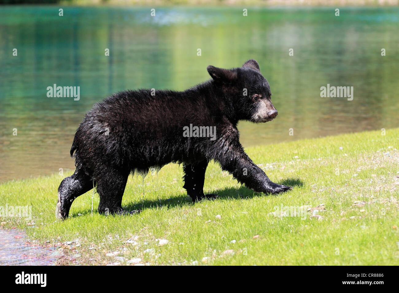 Black bear cub walking High Resolution Stock Photography and Images - Alamy