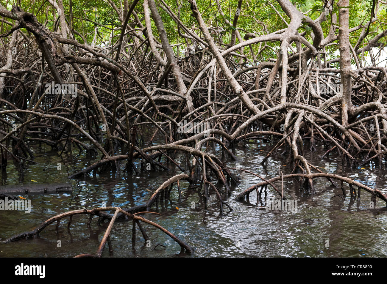 France, Martinique (French West Indies), Genipa Bay, now home to the largest mangrove forest of Martinique, Regional Nature Stock Photo