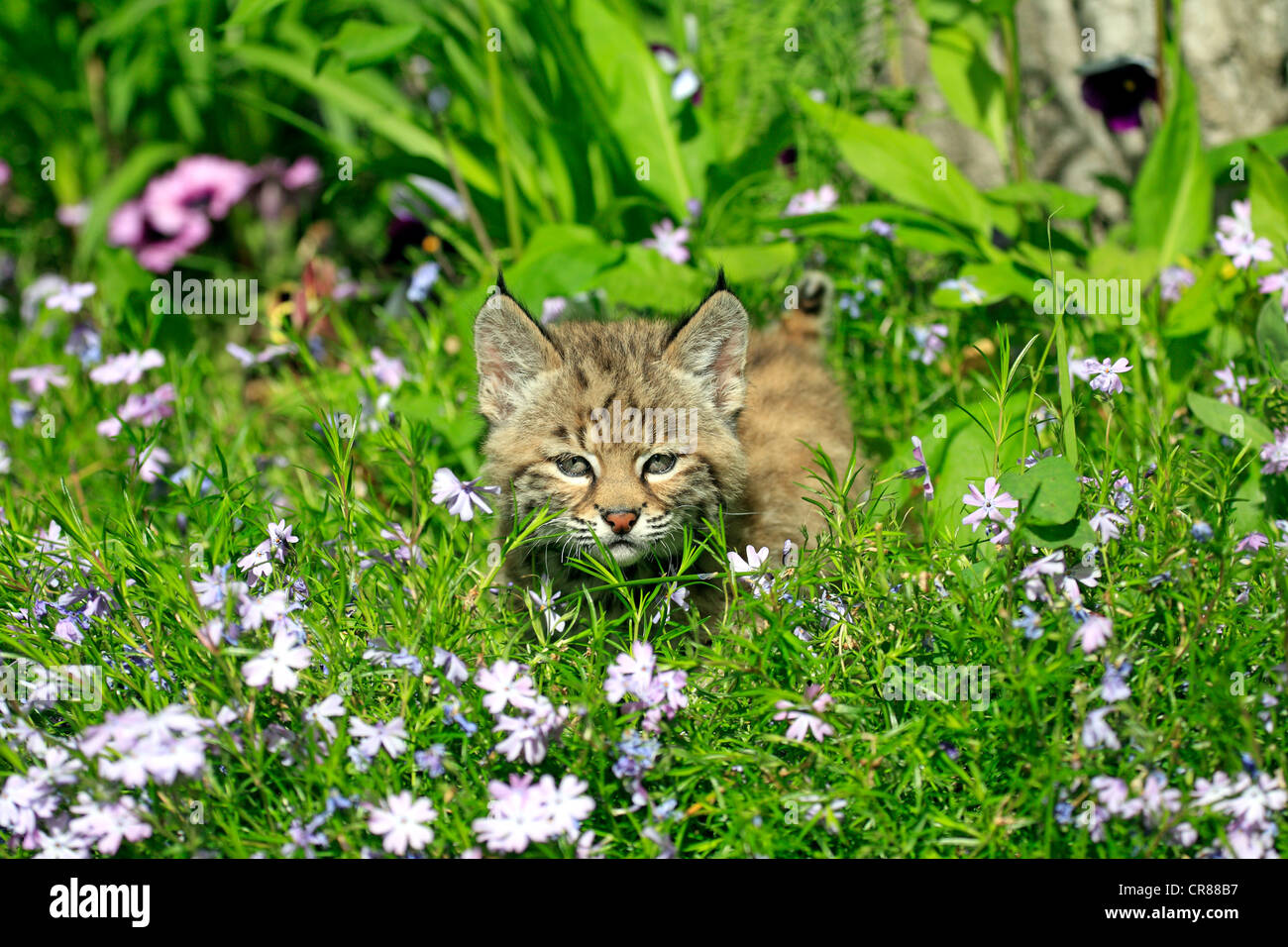 Bobcat (Lynx rufus), kitten, eight weeks, flowery meadow, Montana, USA, North America Stock Photo