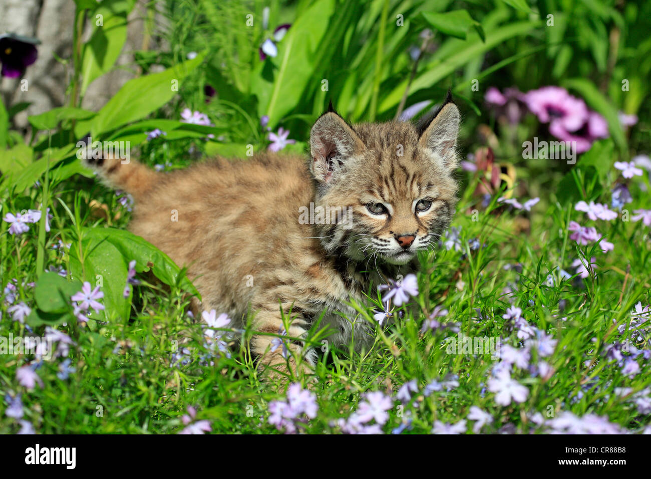 Bobcat (Lynx rufus), kitten, eight weeks, flowery meadow, Montana, USA, North America Stock Photo