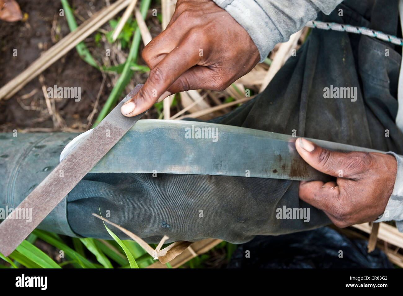 France, Martinique (French West Indies), Trois Rivieres, Trois Rivieres distillery, sugar cane cutter, compulsory mention Stock Photo