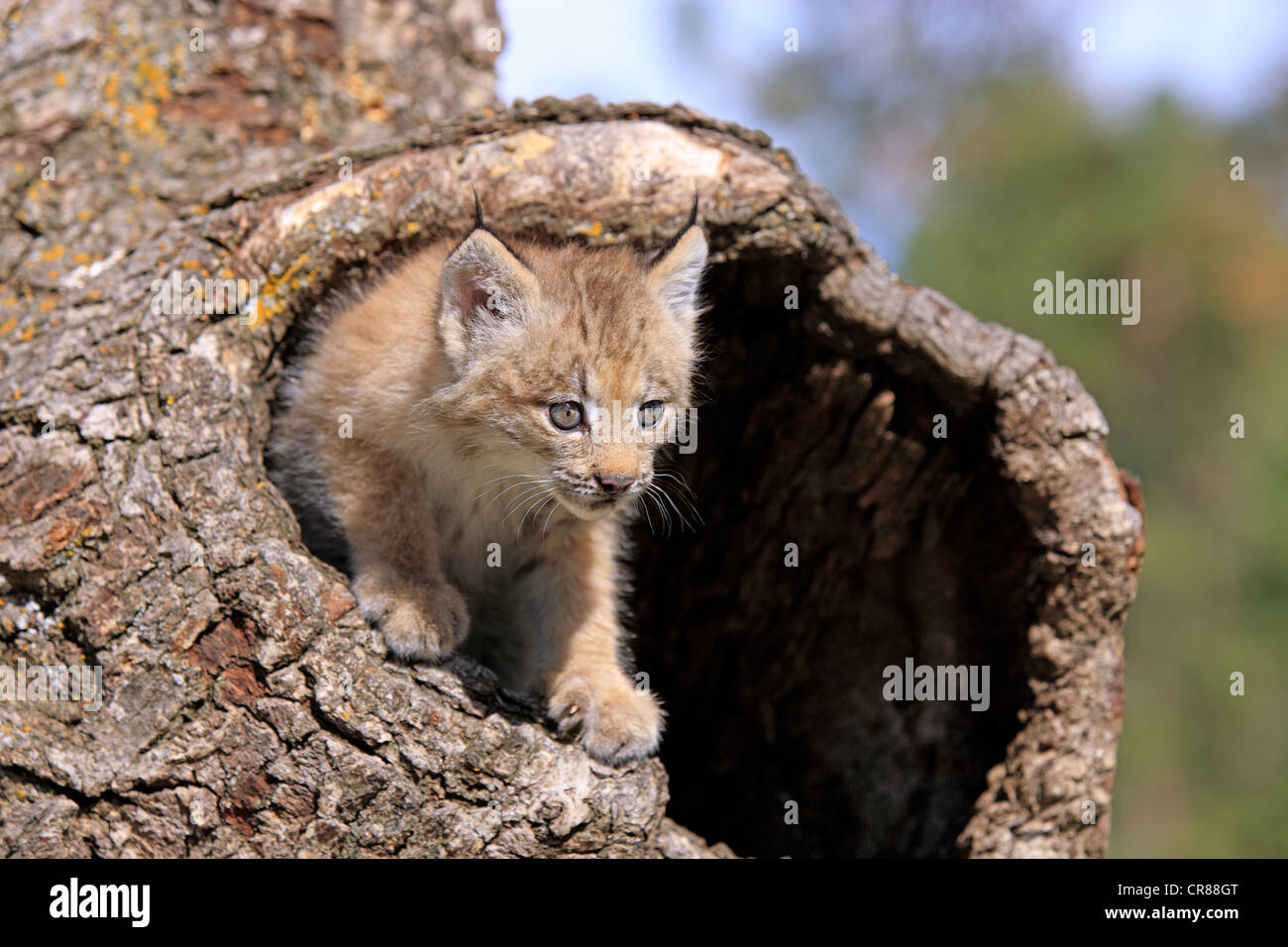 Canada Lynx (Lynx canadensis), young, eight weeks, den, tree trunk