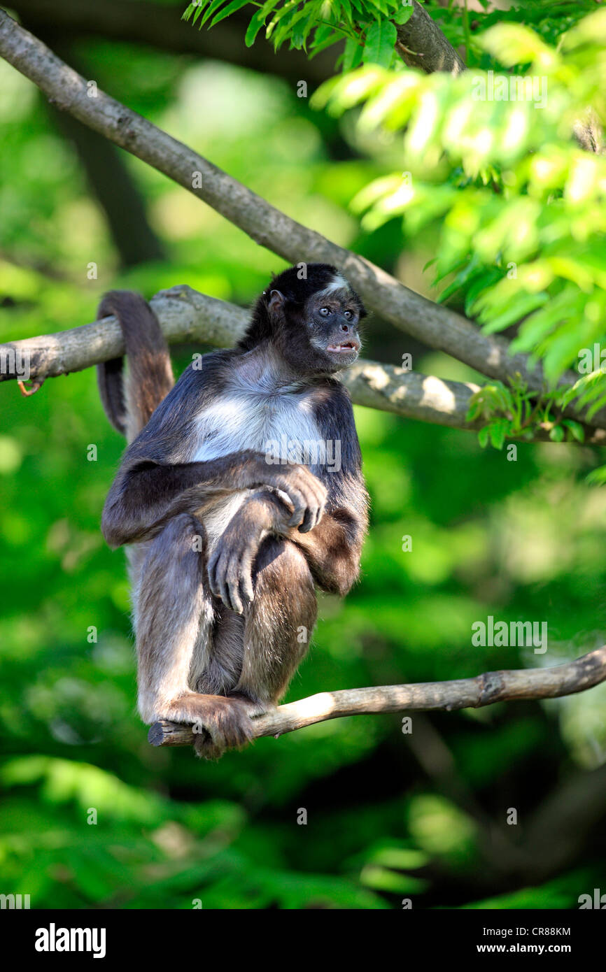 Brown spider monkey, variegated spider monkey (Ateles belzebuth