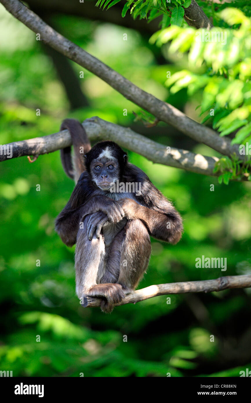 Brown spider monkey, variegated spider monkey (Ateles belzebuth hybridus), sitting, tree, South