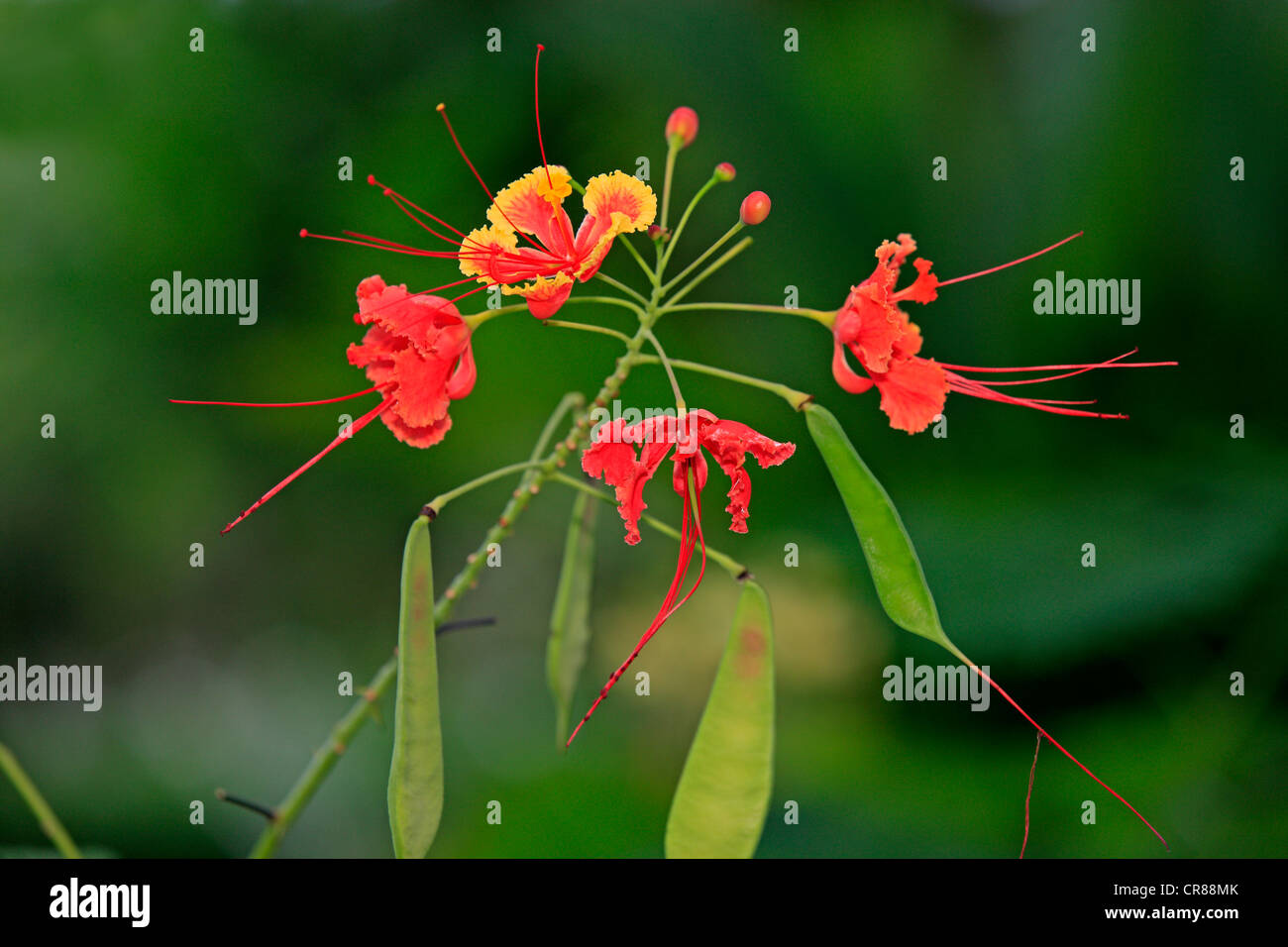 Tamarind Flowers High Resolution Stock Photography And Images Alamy Tamarind Flowers High Resolution Stock Photography And Images Alamy