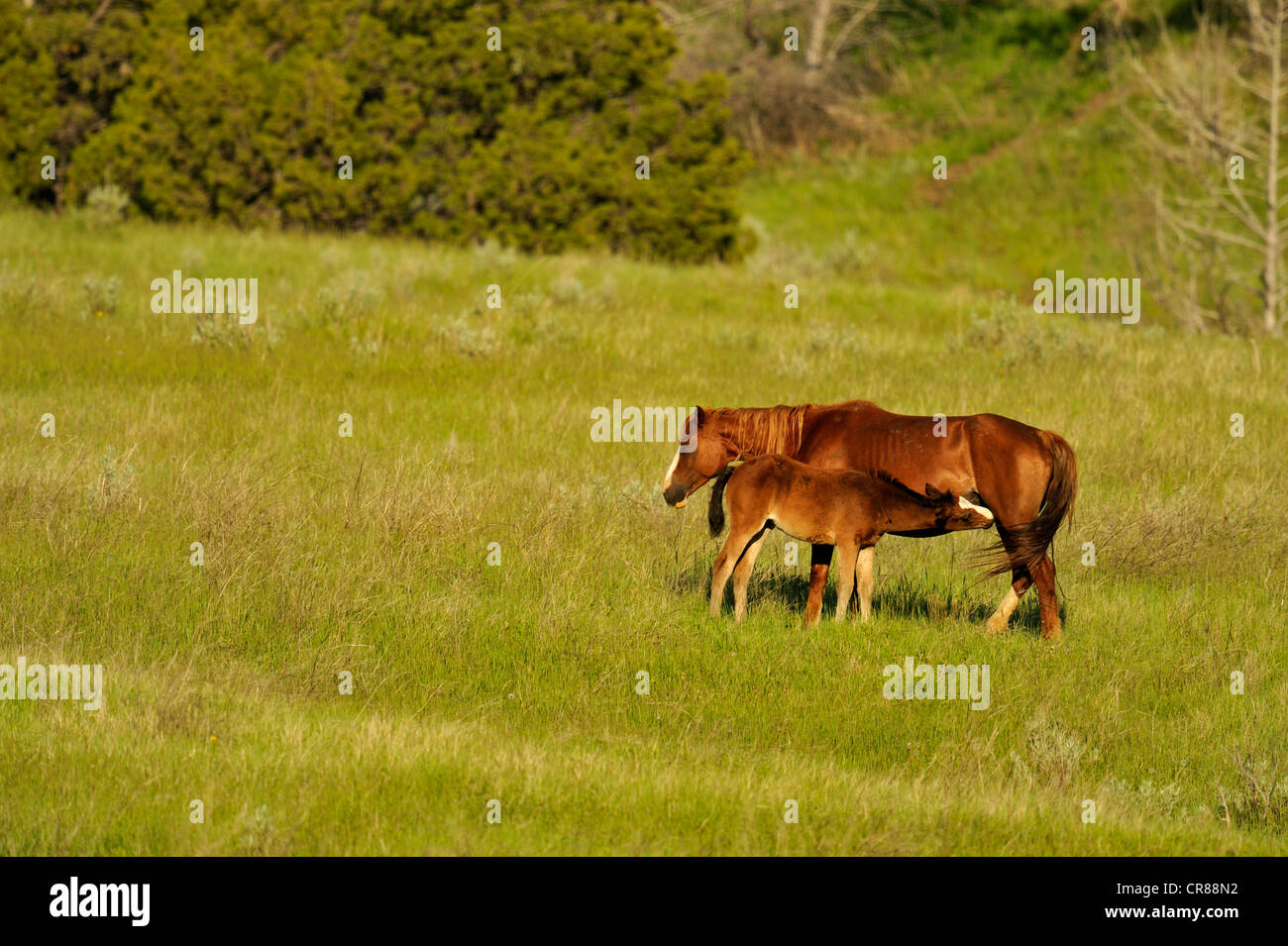 Wild (feral) horse (Equus caballus) Theodore Roosevelt National Park (South Unit), North Dakota, USA Stock Photo