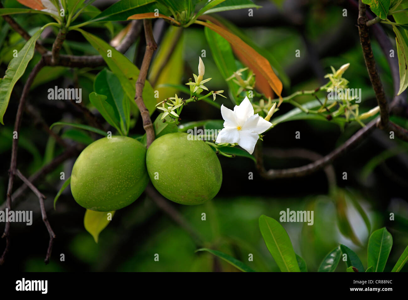 Suicide tree, Pongpong, and Othalanga (Cerbera odollam), flower