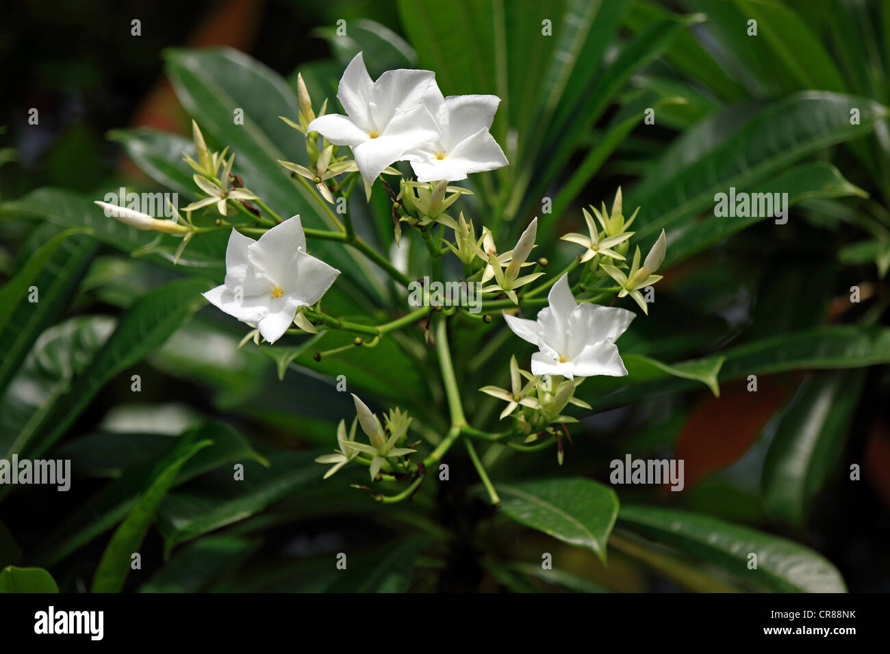 Suicide tree, Pongpong, and Othalanga (Cerbera odollam), flowers, Kota