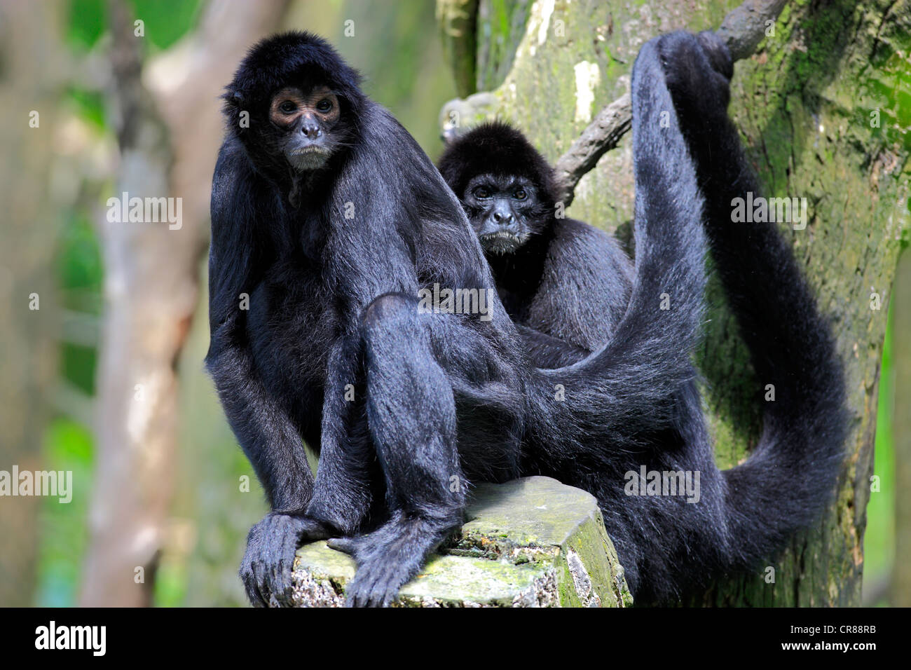 Guiana spider monkeys, or red-faced black spider monkeys (Ateles paniscus), on tree, Singapore, Asia Stock Photo