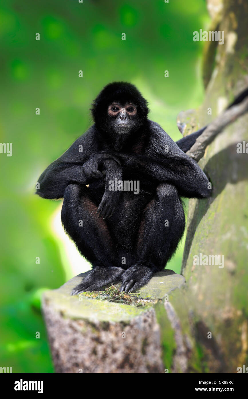 Guiana spider monkey, or red-faced black spider monkey (Ateles paniscus), on tree, Singapore, Asia Stock Photo