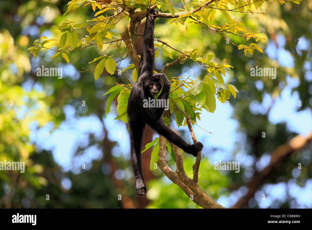 Peru, Chiclayo, Witchcraft, Shaman market. Spider monkey Stock Photo - Alamy