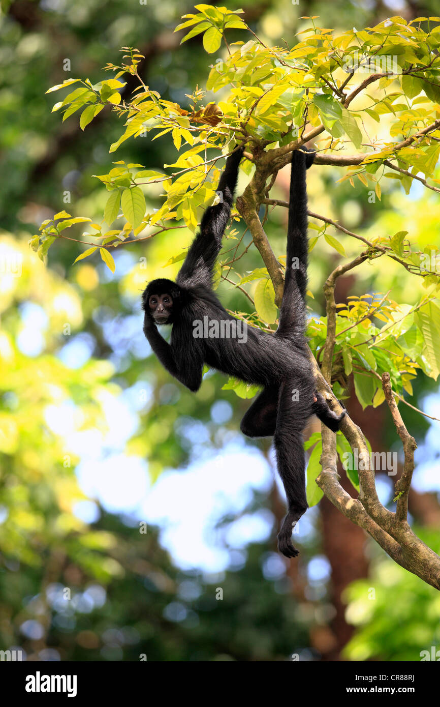 Peruvian spider monkey (Ateles chamek), hanging on tree, Singapore, Asia Stock Photo