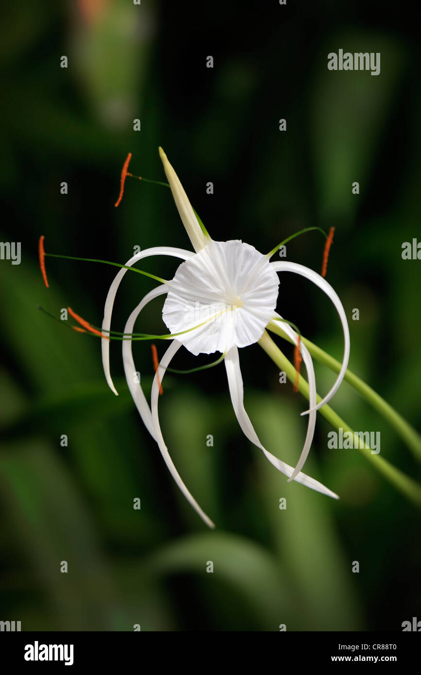 Carolina Spiderlily (Hymenocallis occidentalis), flower, Kota Kinabalu, Sabah, Borneo, Malaysia, Asia Stock Photo