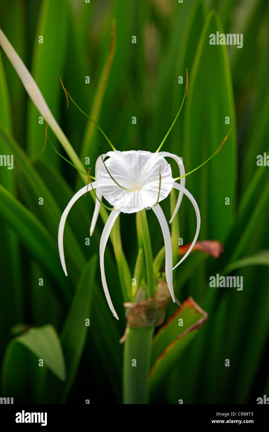 Carolina Spiderlily (Hymenocallis occidentalis), flower, Kota Kinabalu, Sabah, Borneo, Malaysia, Asia Stock Photo