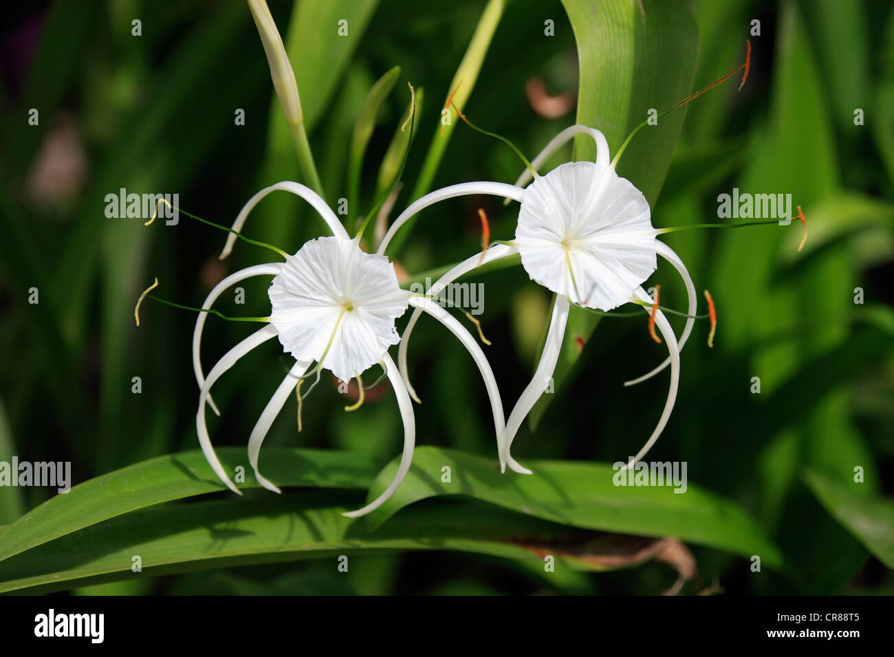 Carolina Spiderlily (Hymenocallis occidentalis), flowers, Kota Kinabalu, Sabah, Borneo, Malaysia, Asia Stock Photo