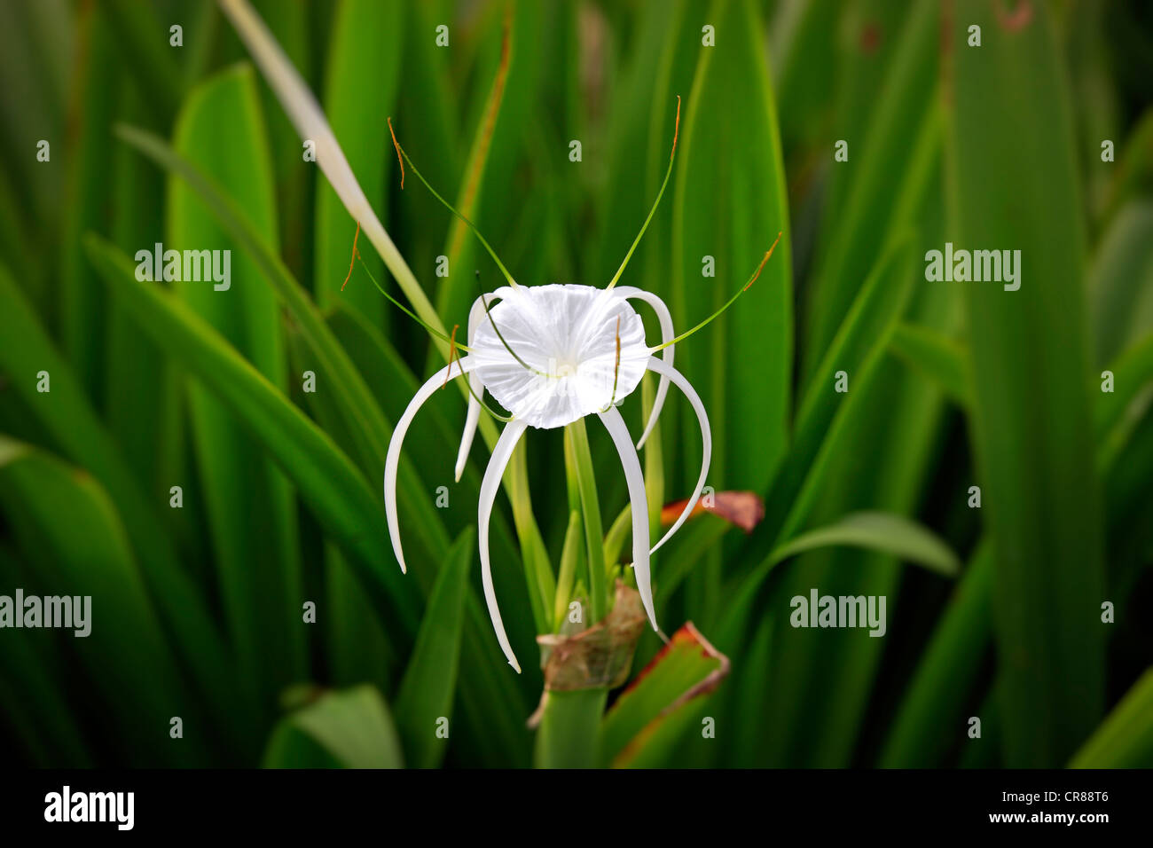 Carolina Spiderlily (Hymenocallis occidentalis), flower, Kota Kinabalu, Sabah, Borneo, Malaysia, Asia Stock Photo