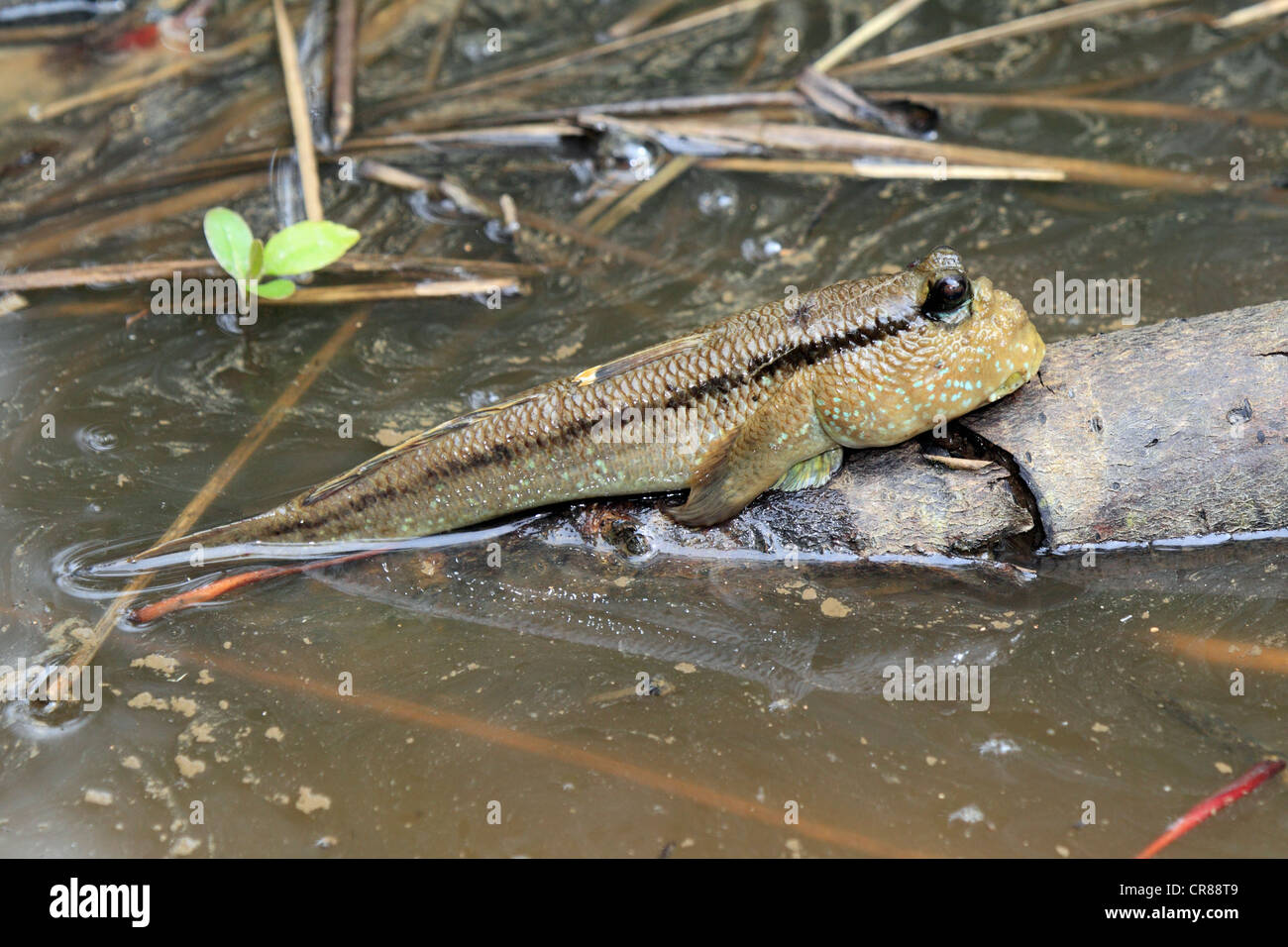 Mudskipper (Periophthalmus barbarus), Sabah, Borneo, Malaysia, Asia Stock Photo