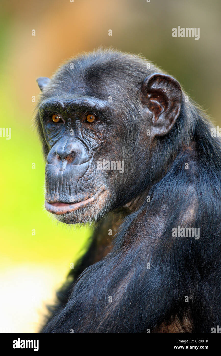 Chimpanzee (Pan troglodytes troglodytes), adult, Singapore, Asia Stock ...