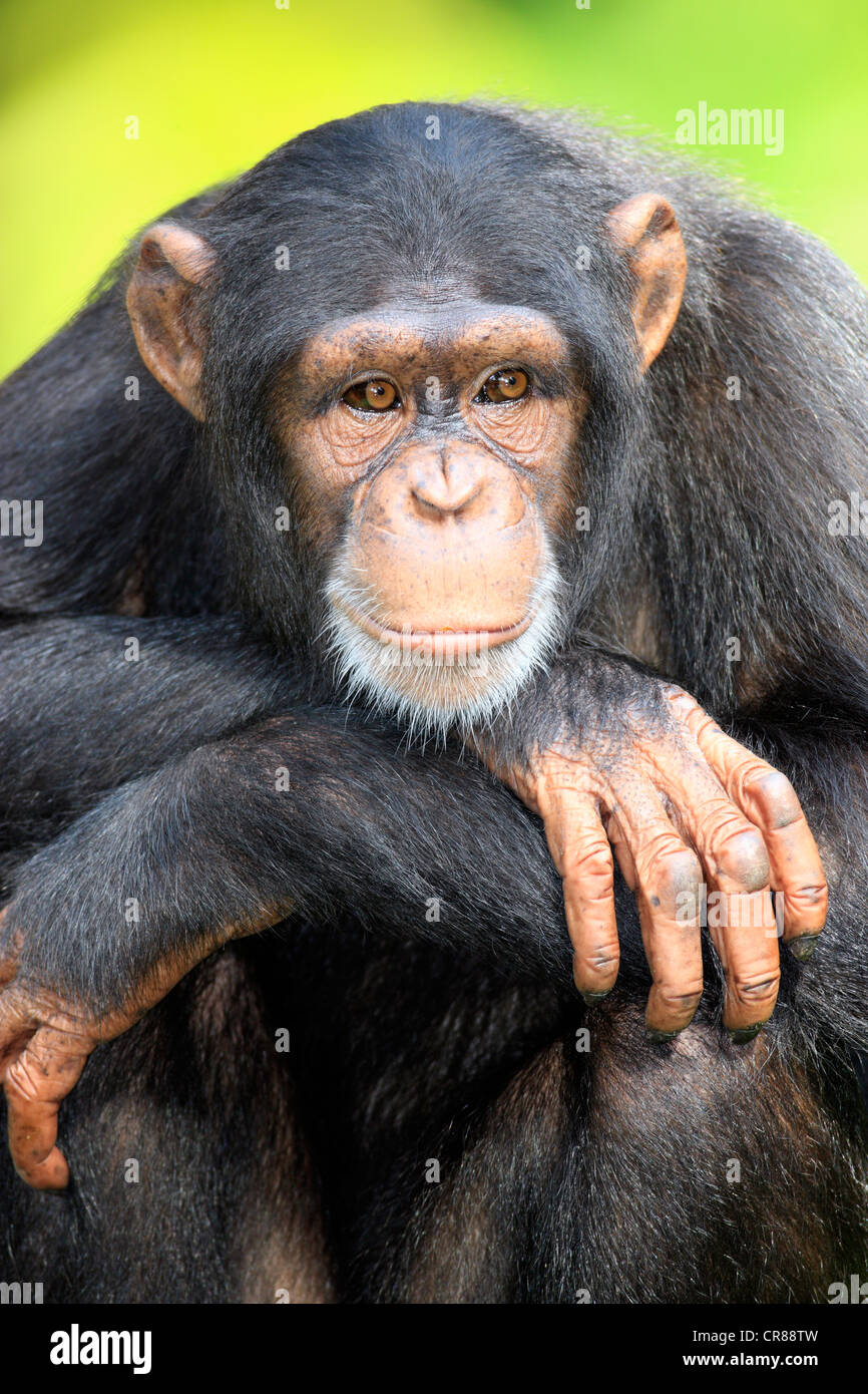 Chimpanzee (Pan troglodytes troglodytes), adult, Singapore, Asia Stock Photo