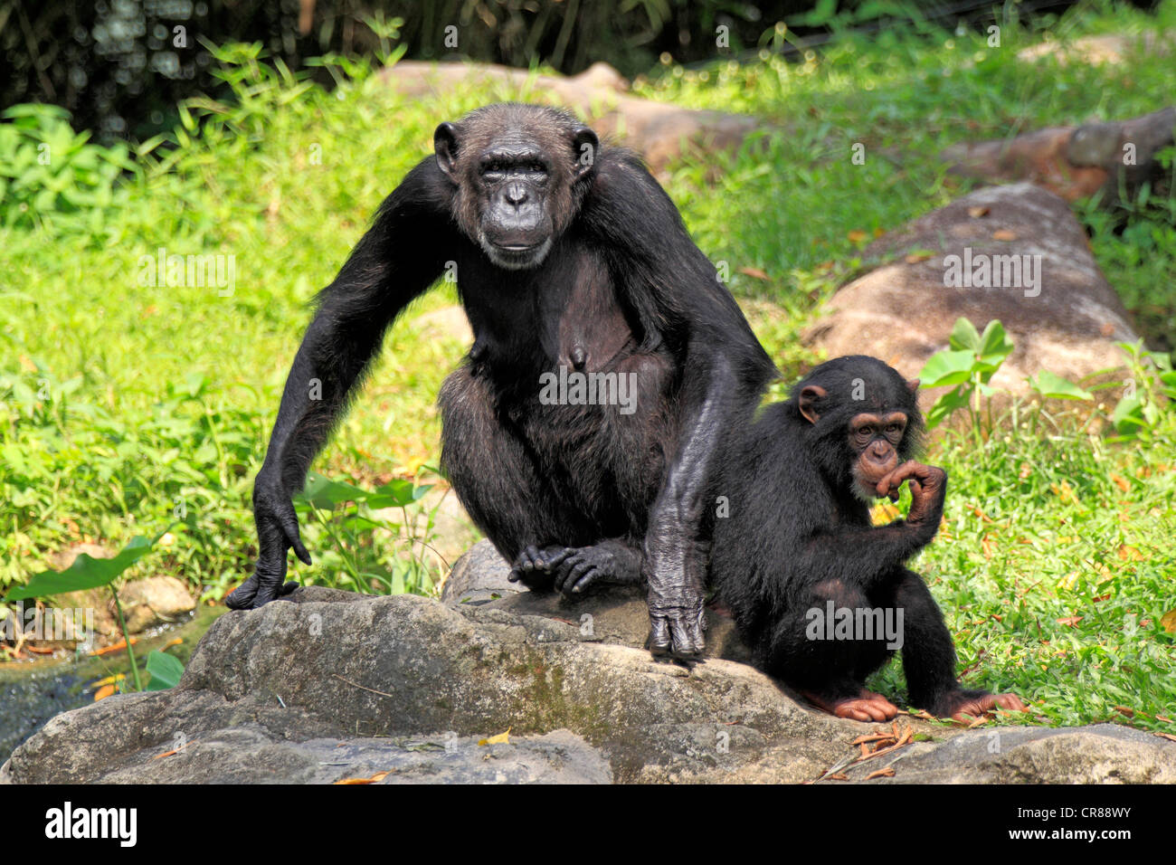 Chimpanzee (Pan troglodytes troglodytes), mother and half-grown young, Singapore, Asia Stock Photo