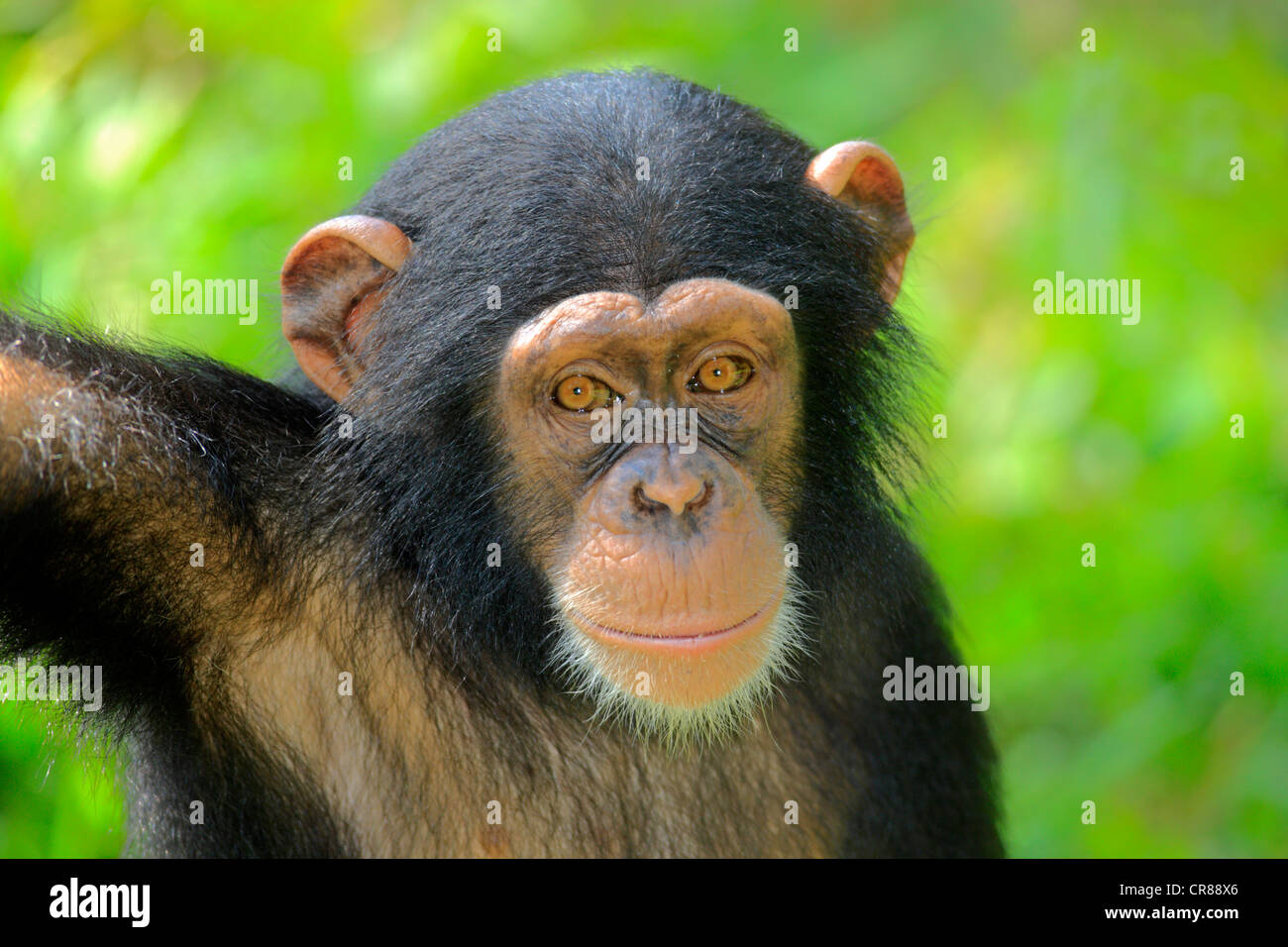 Chimpanzee (Pan troglodytes troglodytes), young, Singapore, Asia Stock Photo
