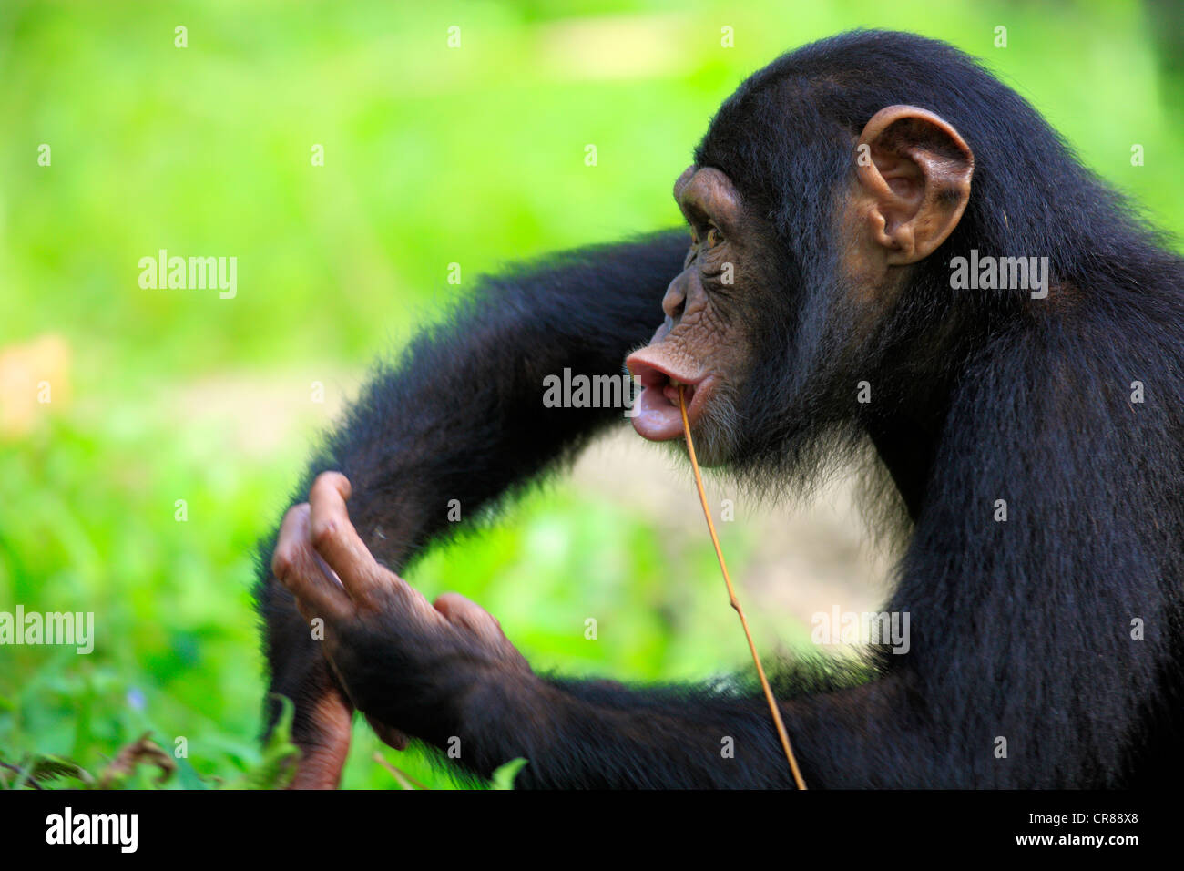 Chimpanzee (Pan troglodytes troglodytes), young, feeding, Singapore, Asia Stock Photo