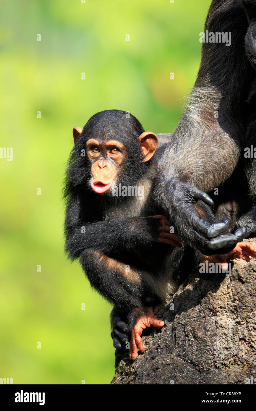 Chimpanzee (Pan troglodytes troglodytes), young, Singapore, Asia Stock Photo