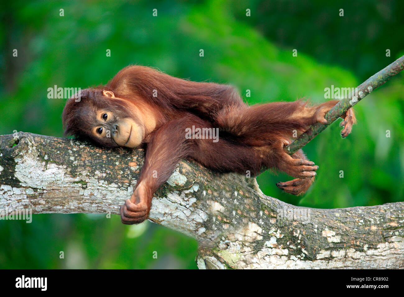 Bornean orangutan (Pongo pygmaeus), half-grown young resting, relaxing, Singapore, Asia Stock Photo