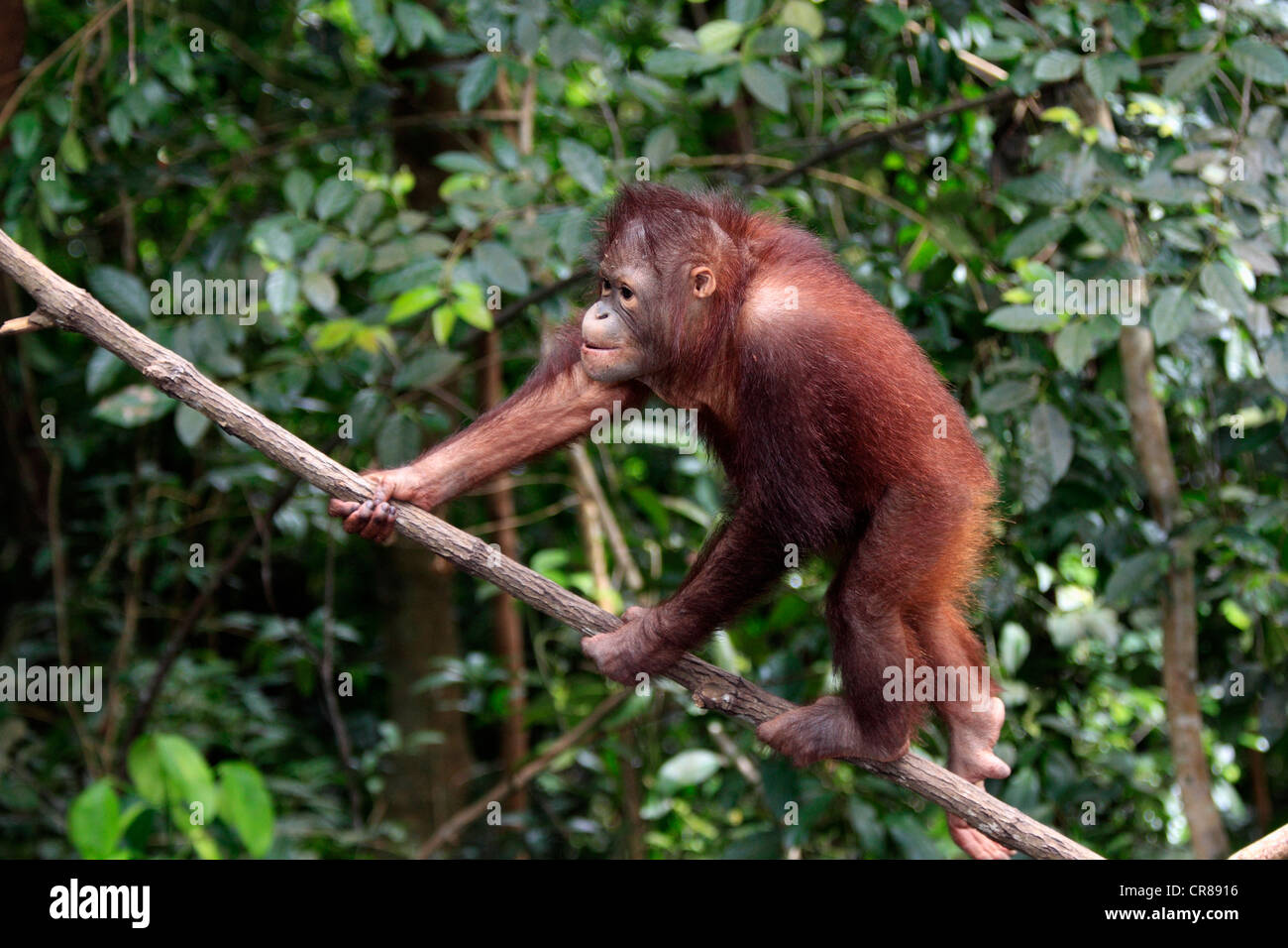 Orangutan (Pongo pygmaeus), half-grown young climbing tree, Sabah, Borneo, Malaysia, Asia Stock Photo