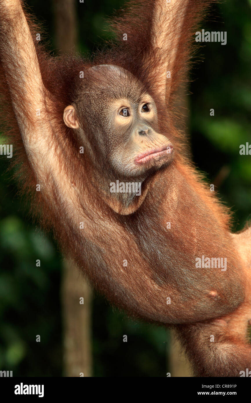 Orangutan (Pongo pygmaeus), young, portrait, Singapore, Asia Stock Photo