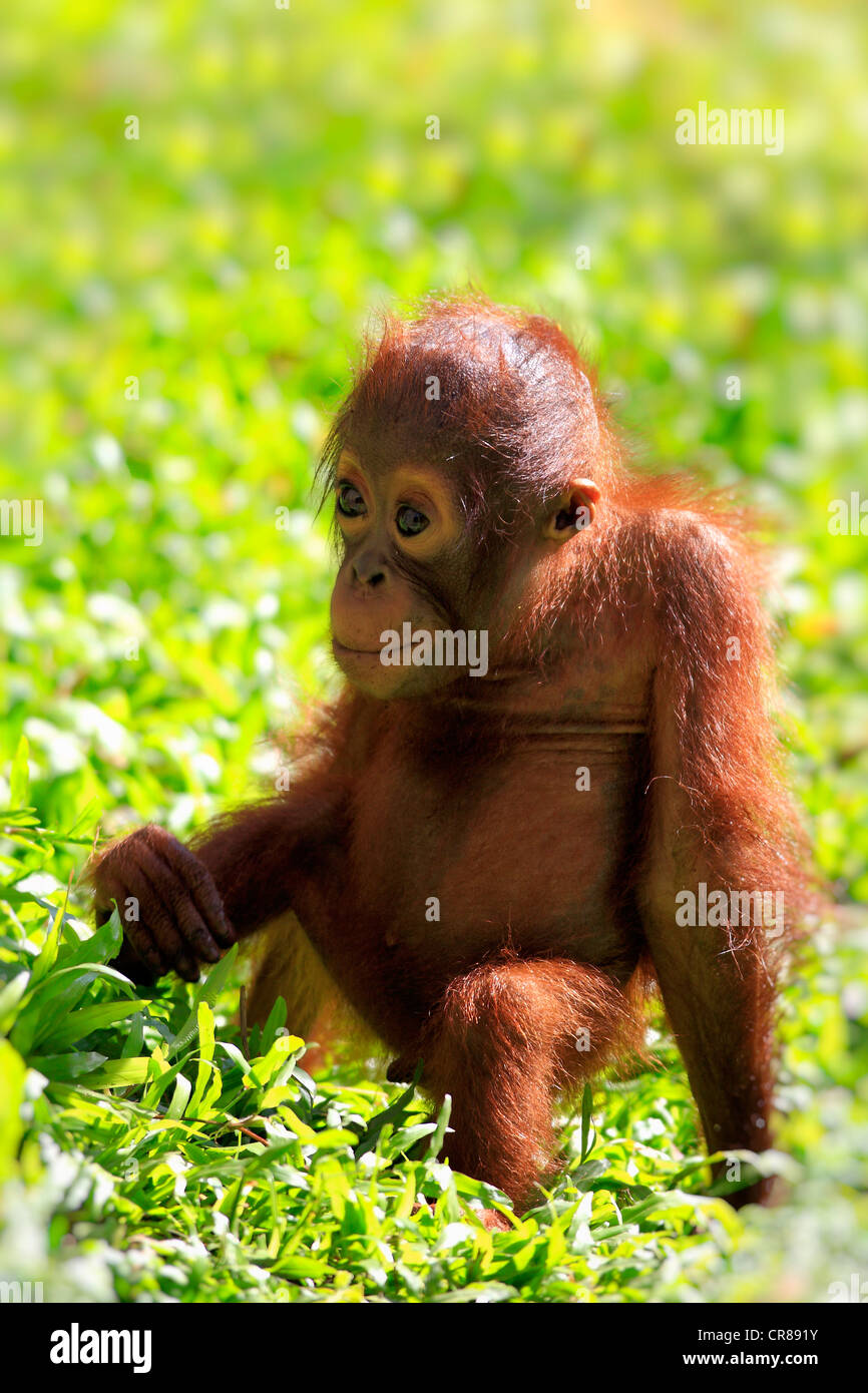 Orangutan (Pongo pygmaeus), young, Singapore, Asia Stock Photo