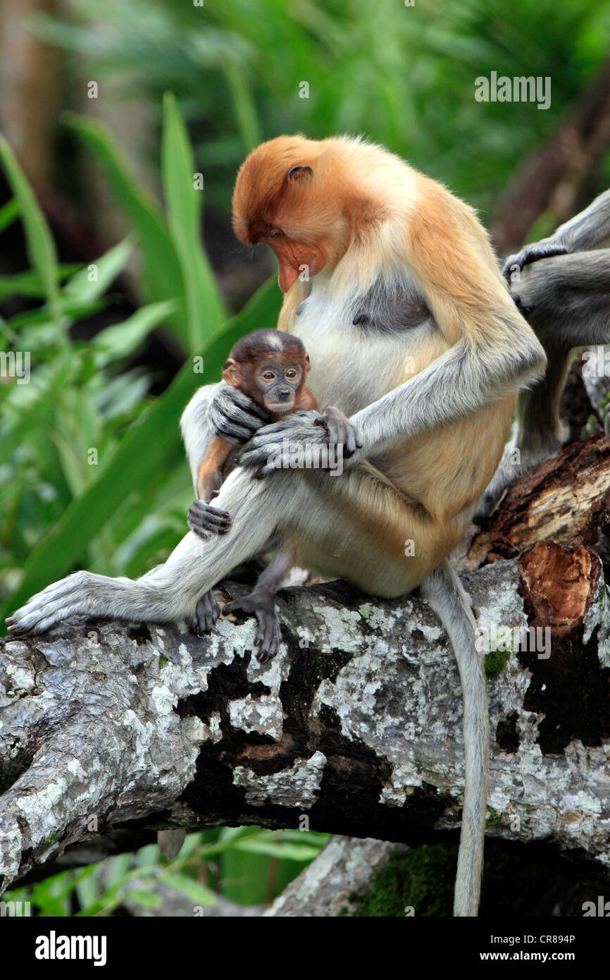 Proboscis Monkey or Long-nosed monkey (Nasalis larvatus), mother with young, Labuk Bay, Sabah, Borneo, Malaysia, Asia Stock Photo