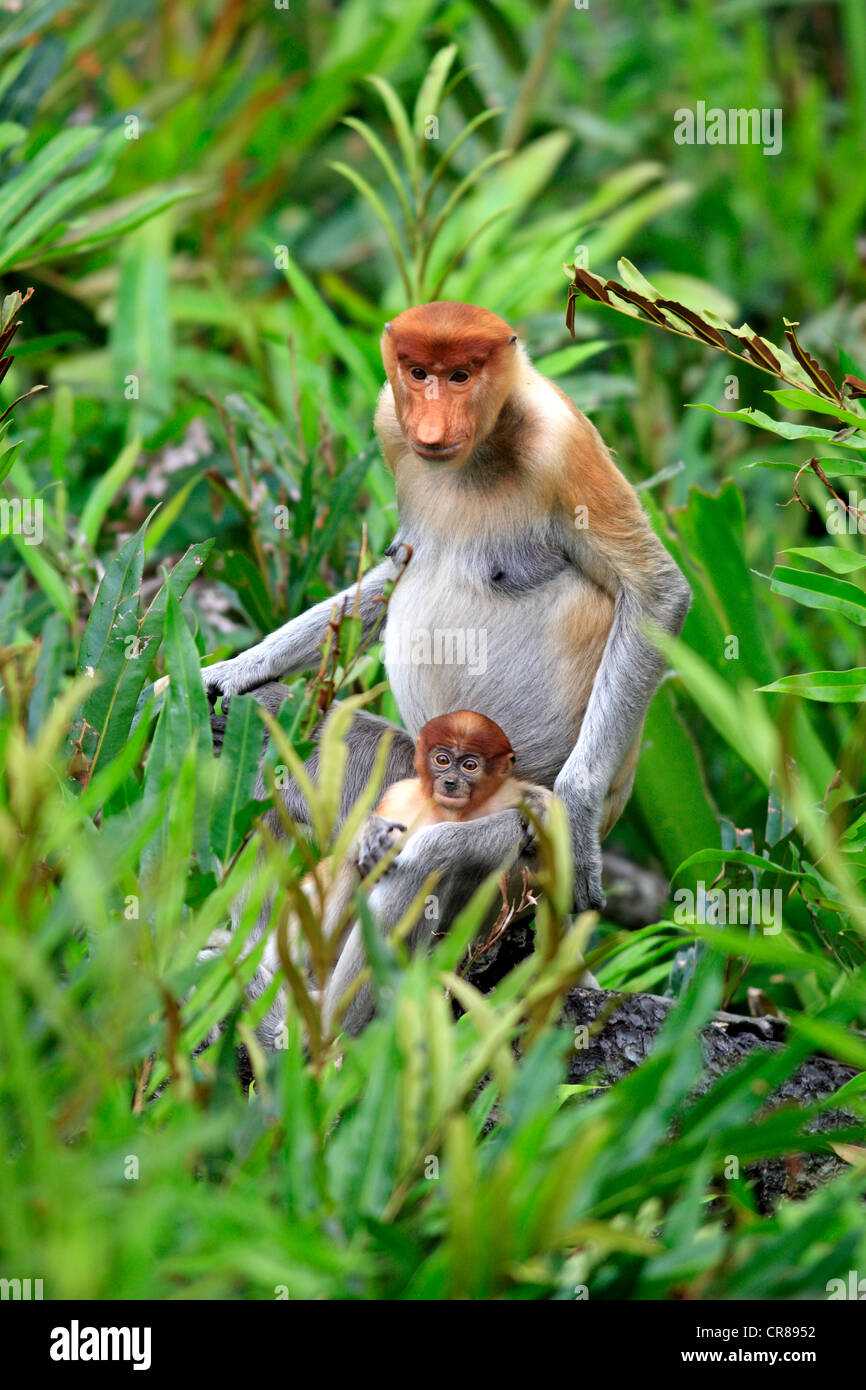 Proboscis Monkey or Long-nosed monkey (Nasalis larvatus), mother with young, Labuk Bay, Sabah, Borneo, Malaysia, Asia Stock Photo
