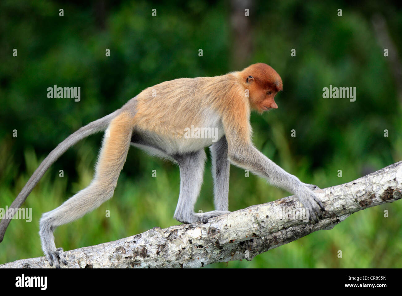 Proboscis Monkey or Long-nosed monkey (Nasalis larvatus), male, on tree, Labuk Bay, Sabah, Borneo, Malaysia, Asia Stock Photo