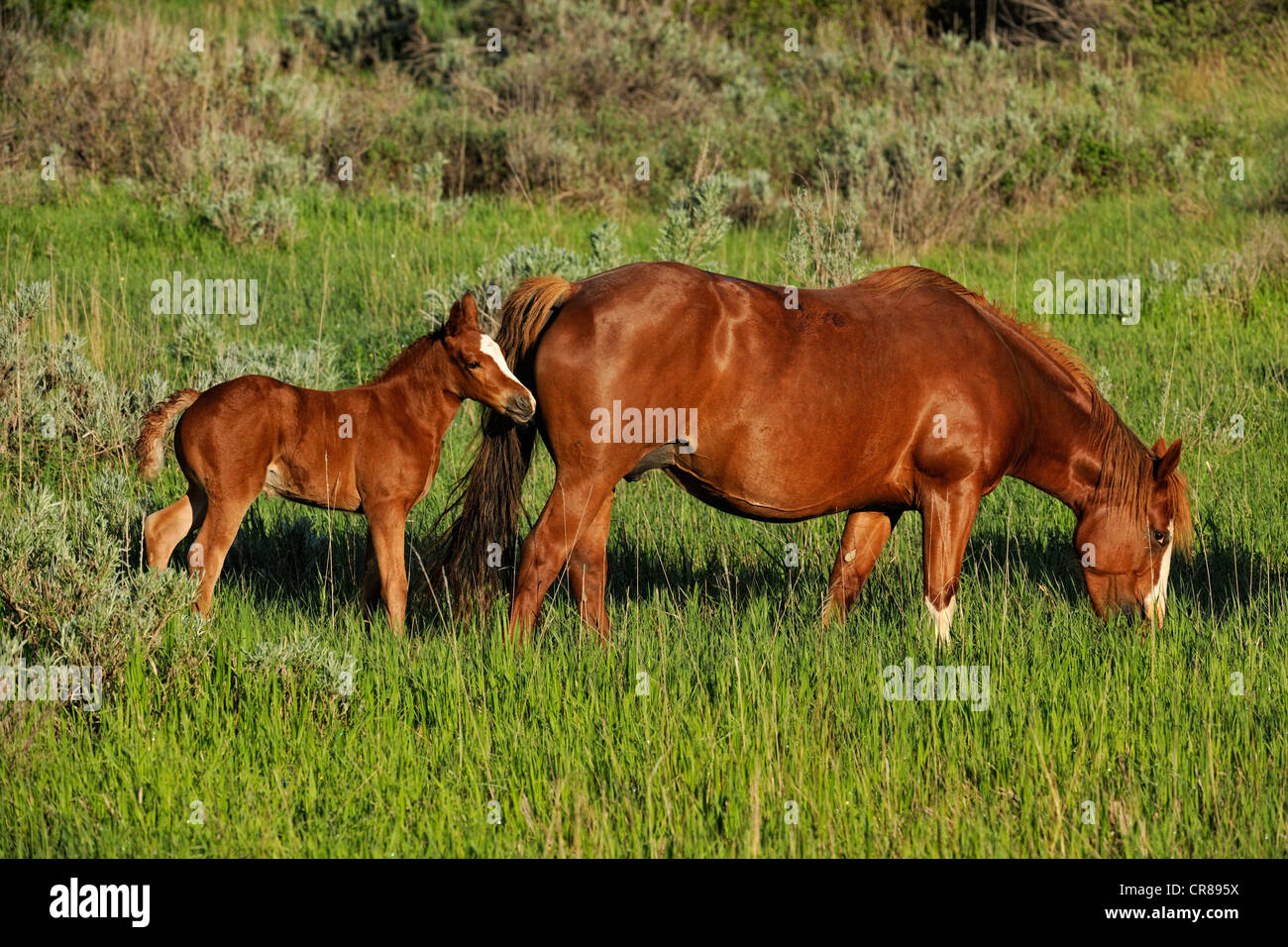 Wild (feral) horse (Equus caballus) Theodore Roosevelt National Park (South Unit), North Dakota, USA Stock Photo