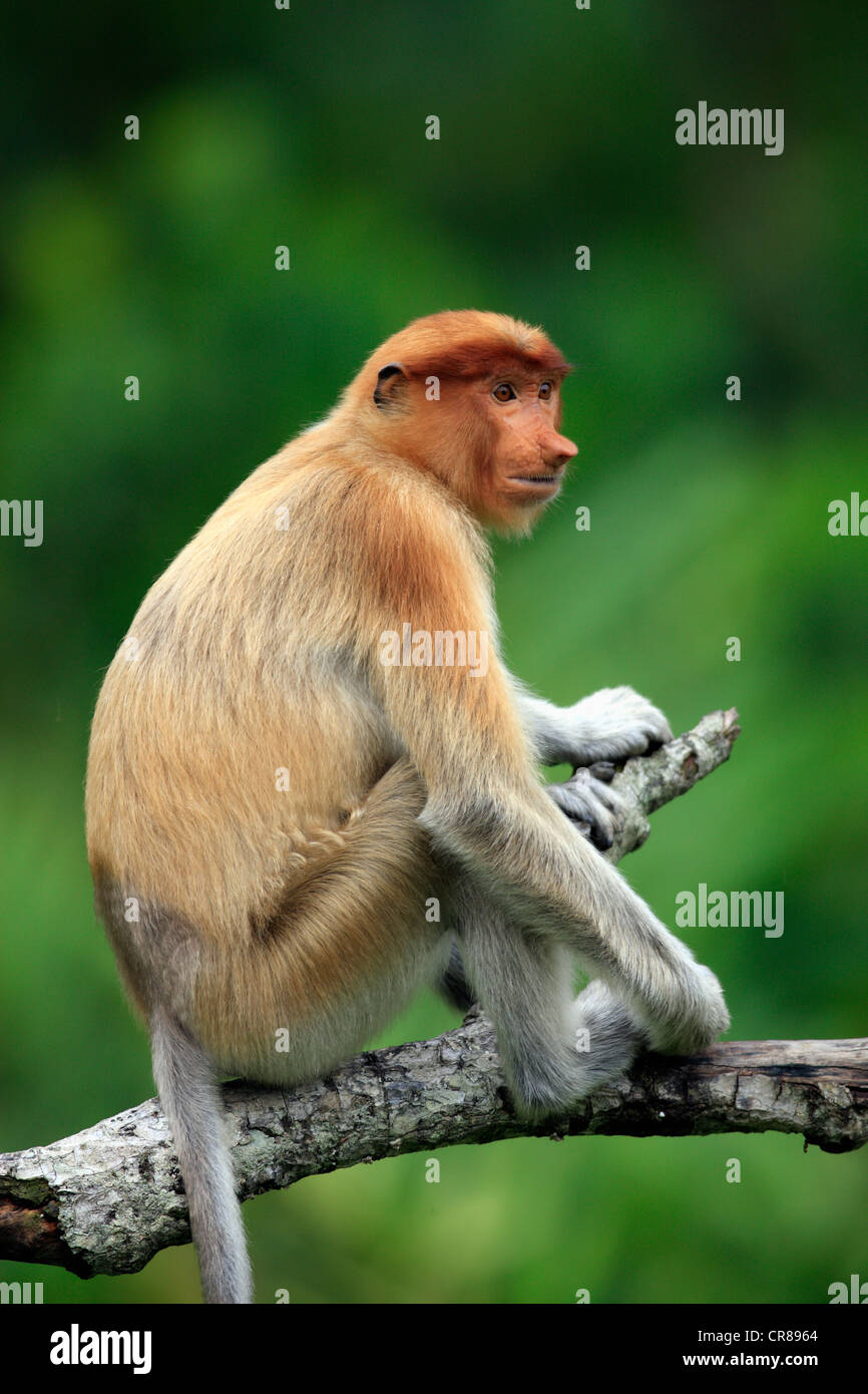 Proboscis Monkey or Long-nosed monkey (Nasalis larvatus), male, on tree ...