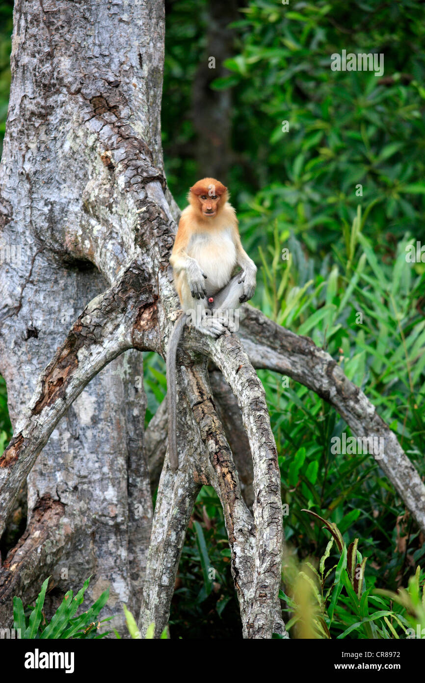 Proboscis Monkey or Long-nosed monkey (Nasalis larvatus), male, on tree, Labuk Bay, Sabah, Borneo, Malaysia, Asia Stock Photo