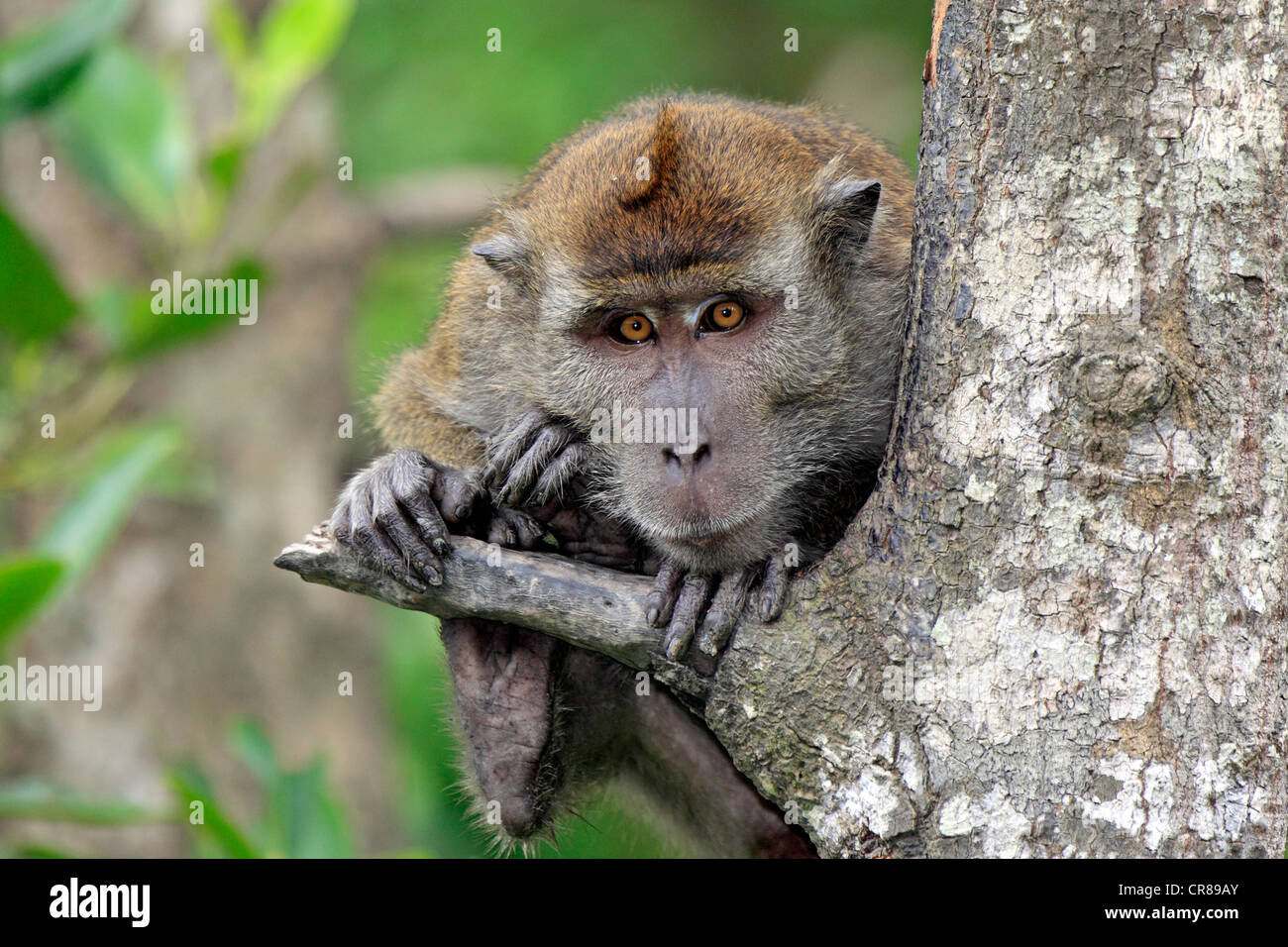 Crab-eating macaque (Macaca fascicularis), on tree, Labuk Bay, Sabah, Borneo, Malaysia, Asia Stock Photo