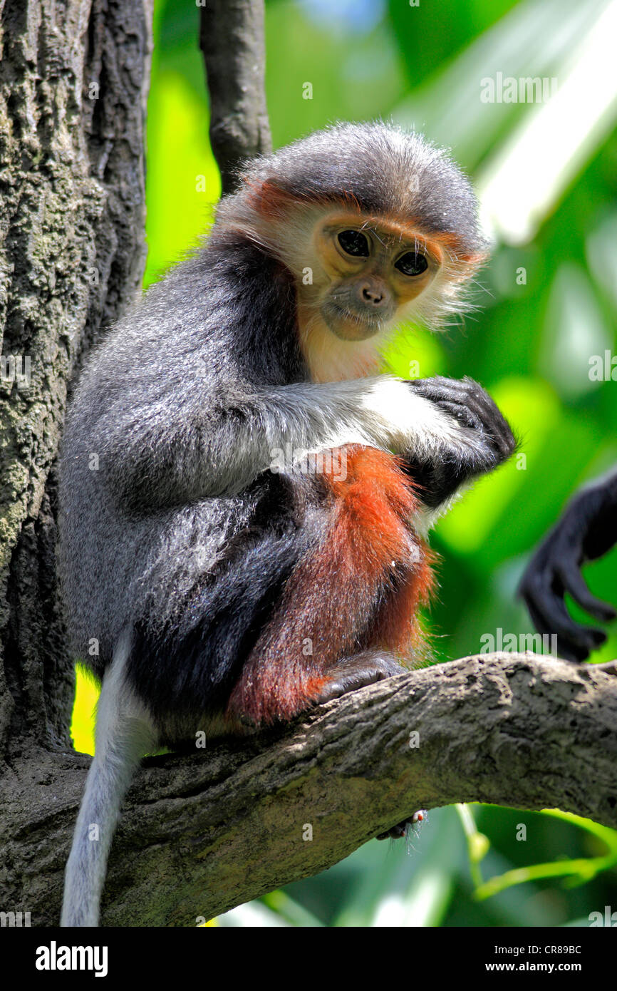 Red-shanked douc (Pygathrix nemaeus), young, on tree, Singapore, Asia Stock Photo