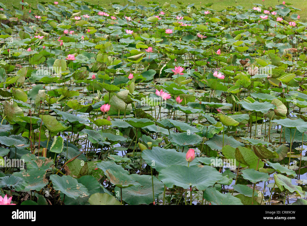 Indian lotus (Nelumbo nucifera), flowers, Kota Kinabalu, Sabah