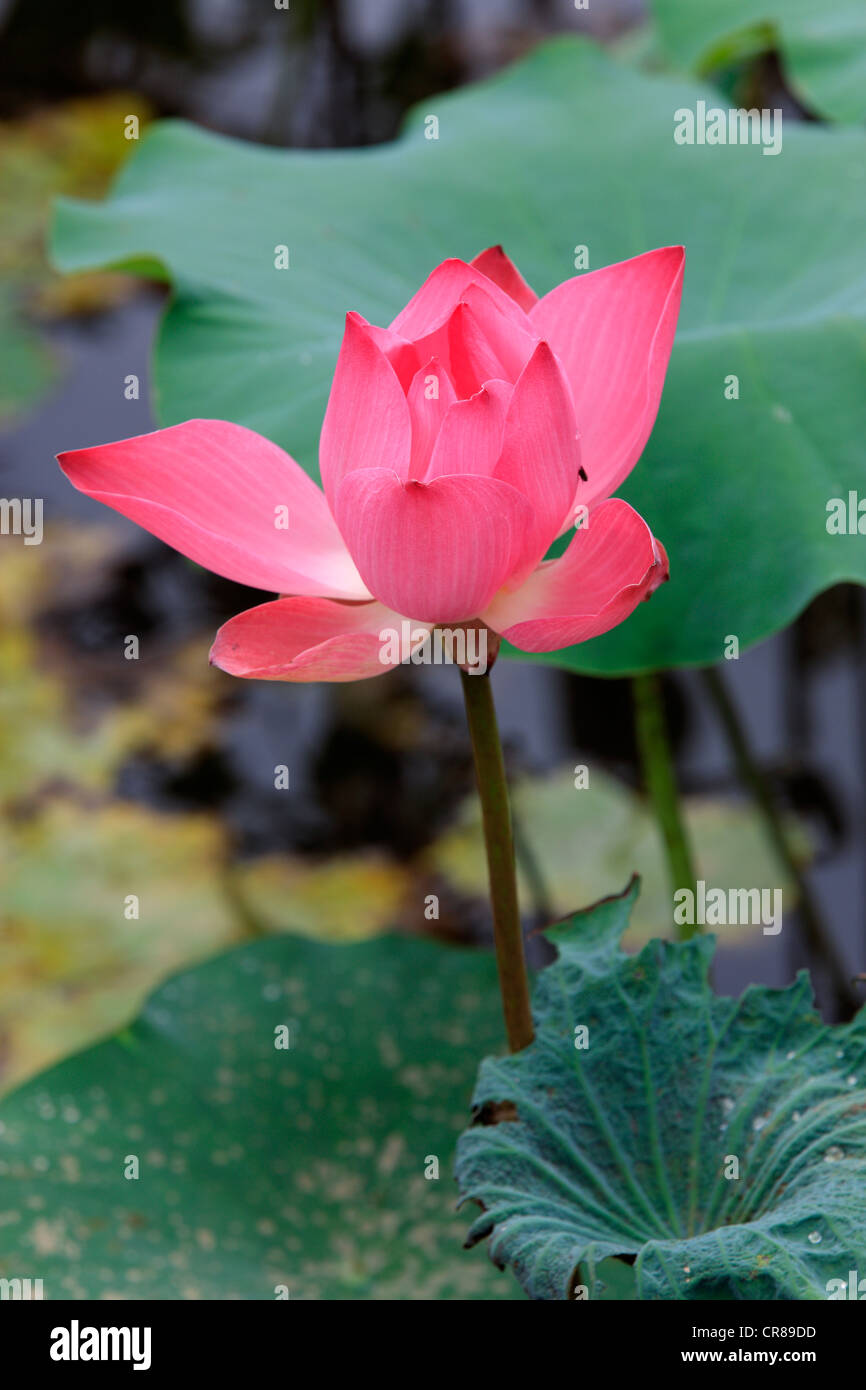 Indian lotus (Nelumbo nucifera), flower, Kota Kinabalu, Sabah, Malaysia, Borneo, Southeast Asia Stock Photo
