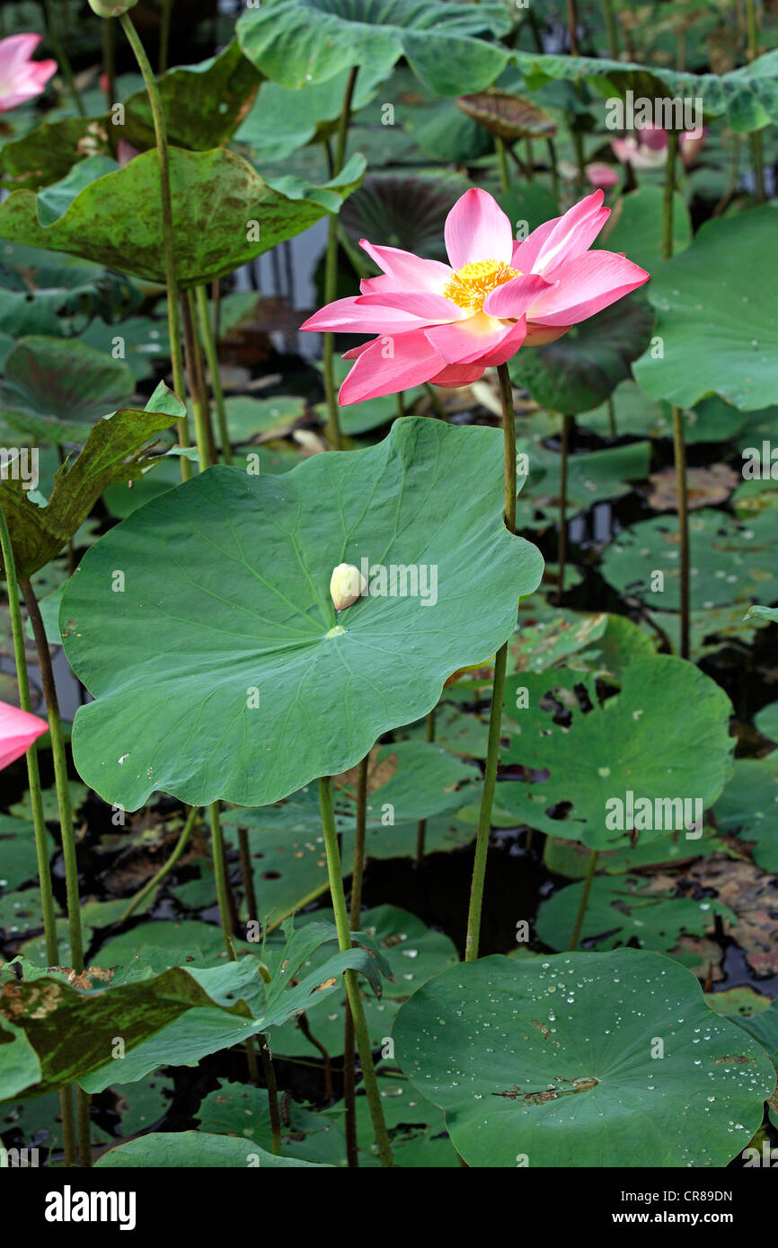 Indian lotus (Nelumbo nucifera), flower, Kota Kinabalu, Sabah, Malaysia